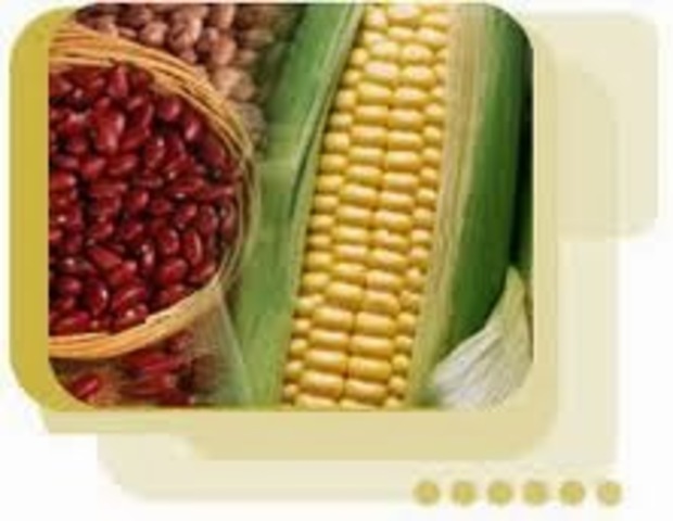 Cultivos apices de raices de frijol y maiz