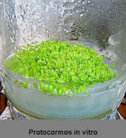 Medio de cultivo para la germinacion de semillas de orquidea.