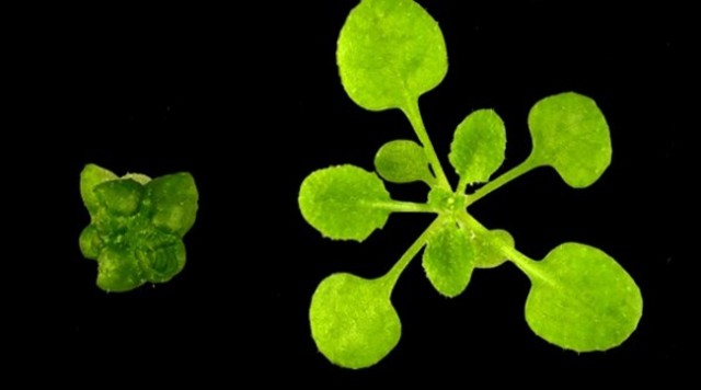 Descubrimiento de los reguladores de crecimiento