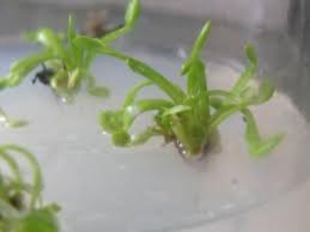 Principales nutrientes de la planta in vitro