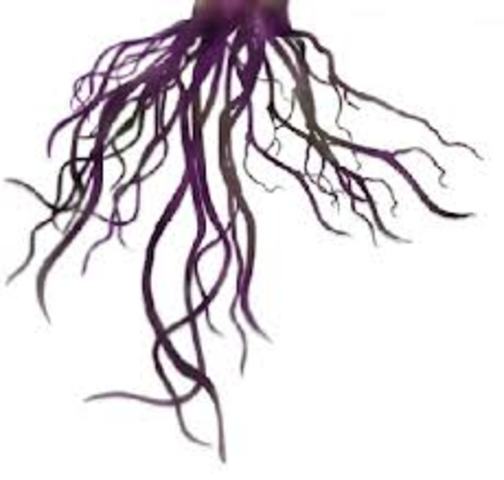 Crecimiento indefinido del tejido de raiz