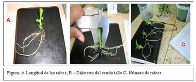 Van OverbeCocklin y Blakeslee