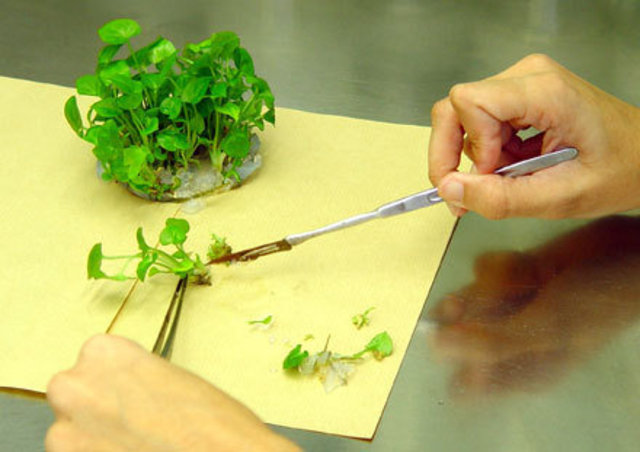 Cultivos de trabajo in vitro.