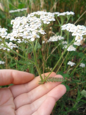 Obtencion de plantas completas