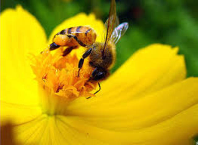 Polen en un medio de cultivo