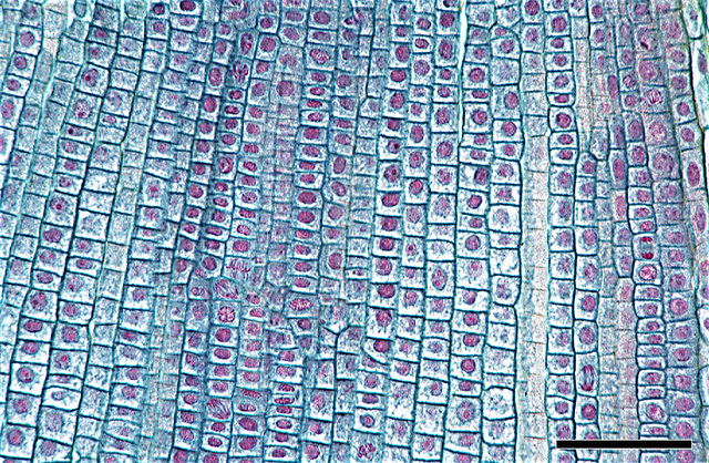 Detectan los tejidos meristematicos capaces de desarrollar plantas completas