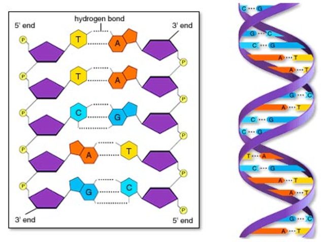 Establecimiento de la estructura del ADN