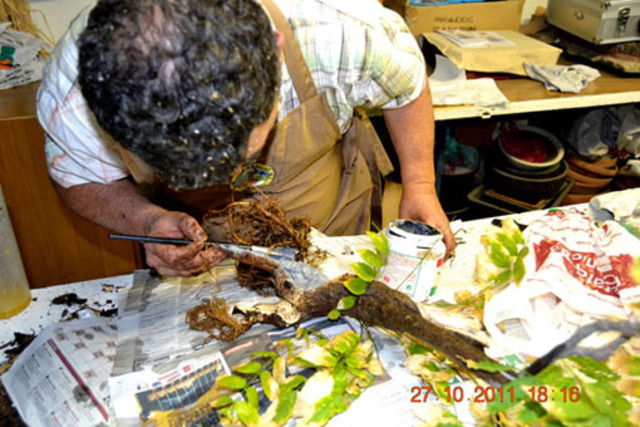 Formacion de brotes y raices en tabaco.