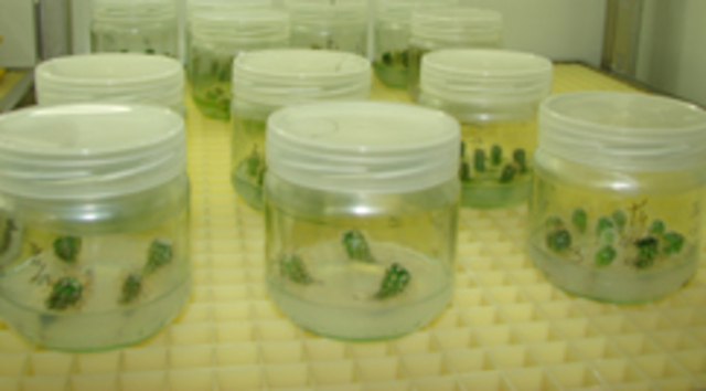 Regeneracion in vitro de embriones