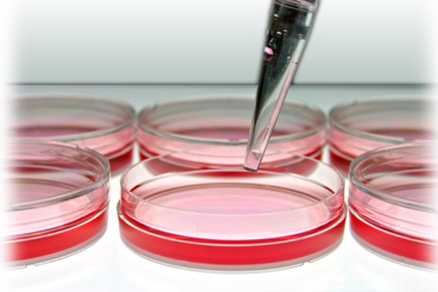 Desarrollo de sistema in vitro