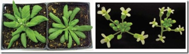 Obtencion de plantas Haploides.