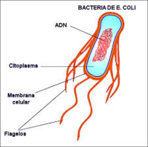 Integracion del ADN en una bacteria.