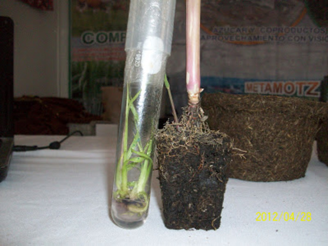 Variaciones de cultivos in vitro en caña de azucar.