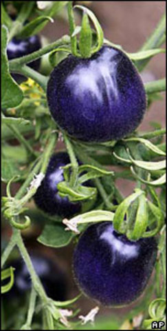 Tomate transgenico azul.