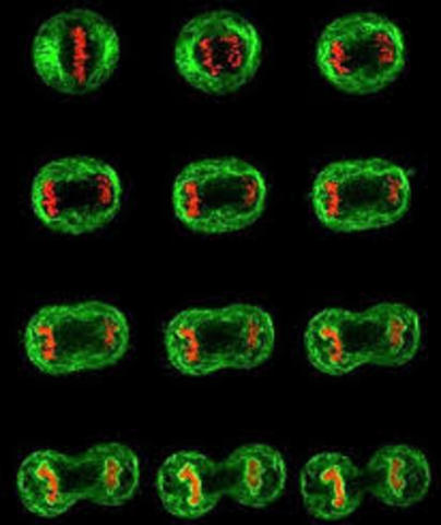 utilizaron por primera vez polietilenglicol (PEG)