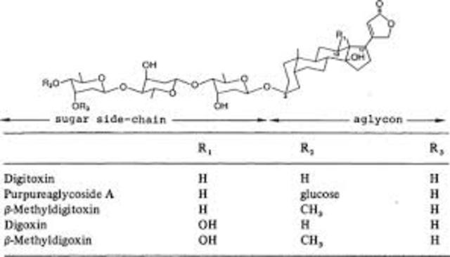 la inmovilización de células en Digitalis lanara