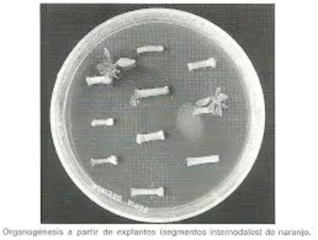 la infección y transformación de discos de hojas de Nicotiana Tabacum