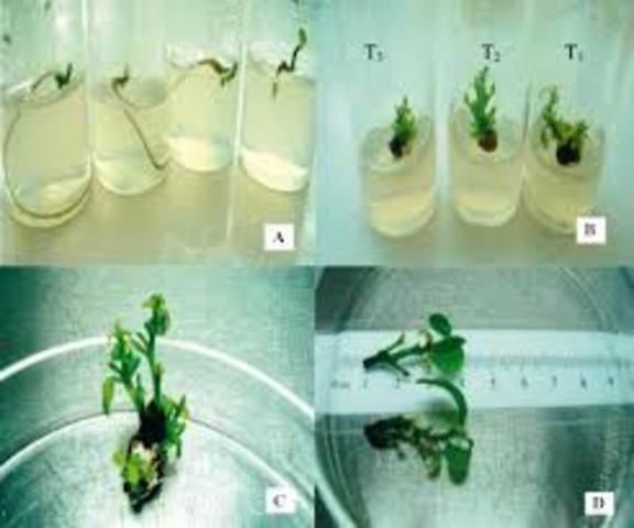 REGENERACION IN VITRO DE EMBRIONES