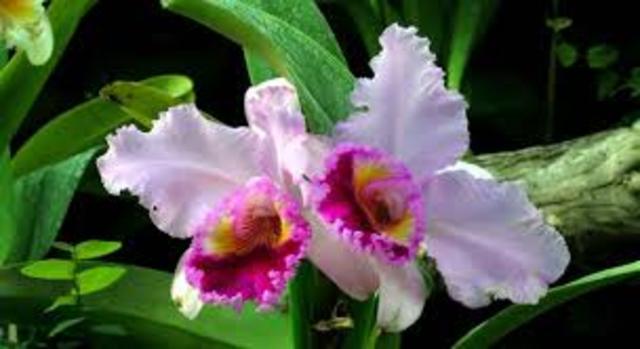 PROPAGACION VEGETATIVA