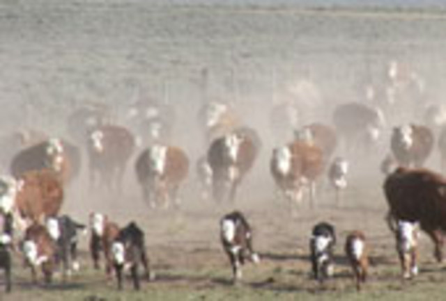 cattle drive