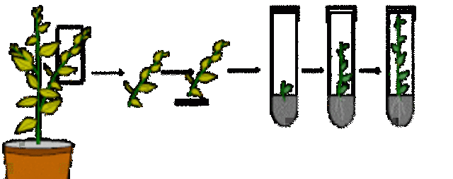 furfuril-aminopurina o cinetina