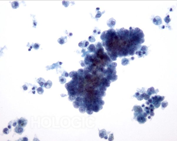 Propagacion IN Vitro