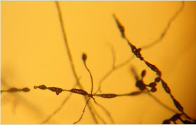 cultivo de apices de raiz de frijol y maiz