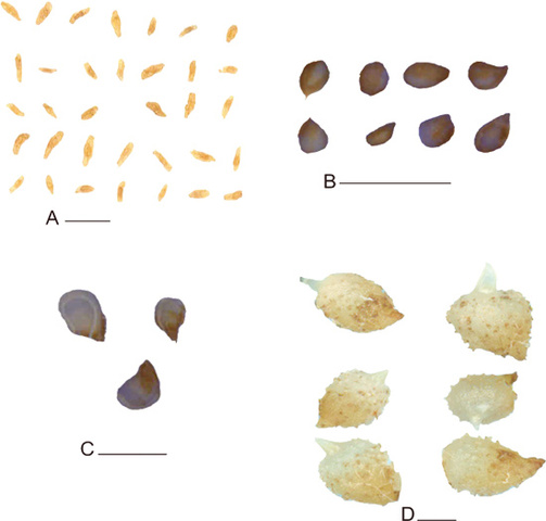 germinacion asimbiotica de semillas de orquidea
