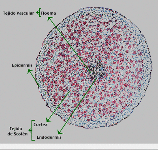 crecimiento indefinido de tejidos