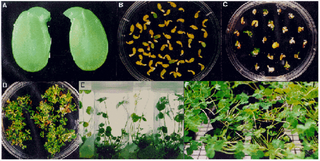 Primeras semillas artificiales