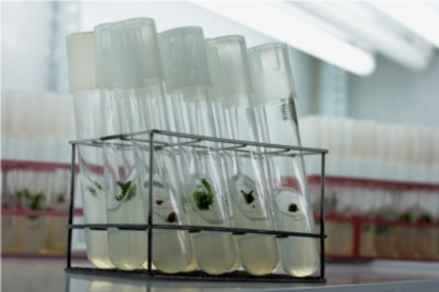 cultivo de tejido agalla de corona