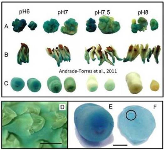 Mahewari y Rangaswamy