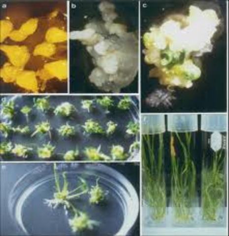 Tecnica para duplicar el materia cromosomico