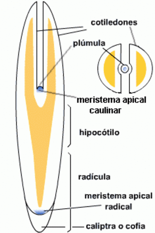Los tejidos meristematicos