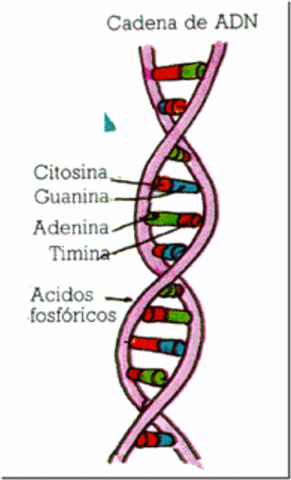 Estructura del ADN