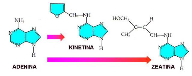 kinetina sustancia reguladora de la division celular