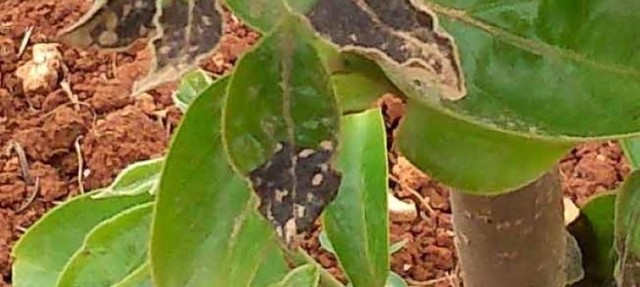 reporte de control de la formacion de brotes