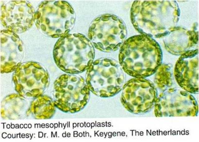 Carlson, Smith y Dearing