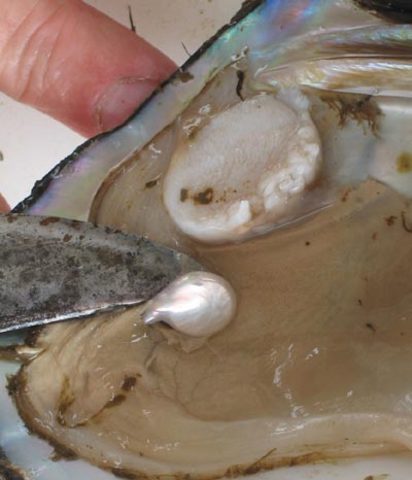 مشروع تلخيص كتاب فنجان قهوةالإمارات في ذاكرة أبنائها