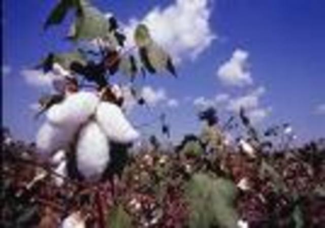 Cotton