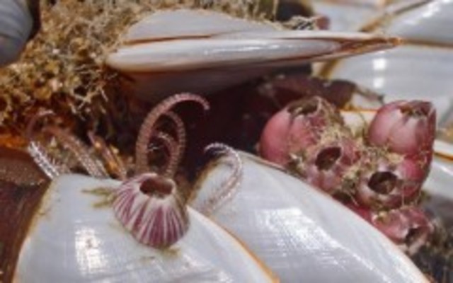 Muere su hija Annie, publica un estudio de los cirripedios