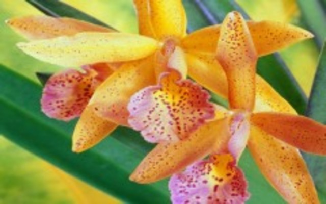 Publica La intervención de los insectos en la fecundación de las orquídeas.