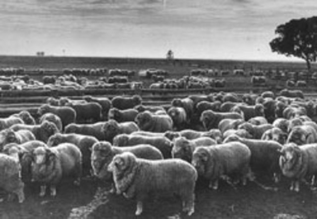 Australia Becomes The Largest Exporter of Wool