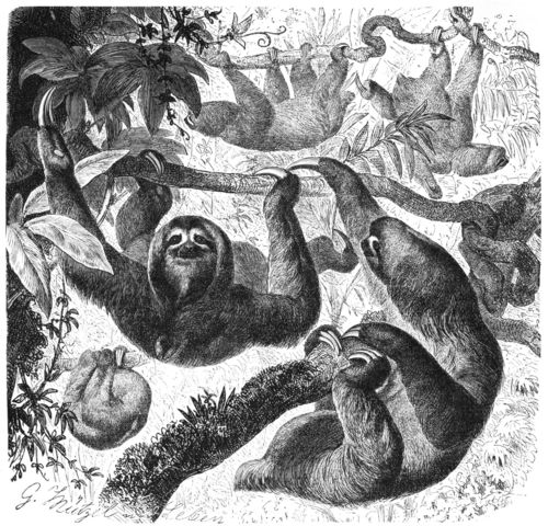 Bahia and Pernambuco, South America