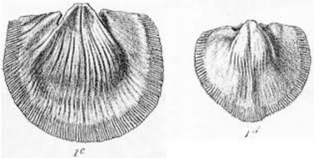 Punta, Alta Argentina