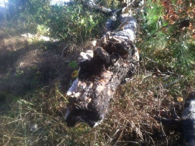 Scene where charred remains found scoured for clues