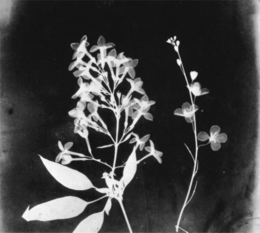 William Henry Fox Talbot, camera-less shadow picture of flowers
