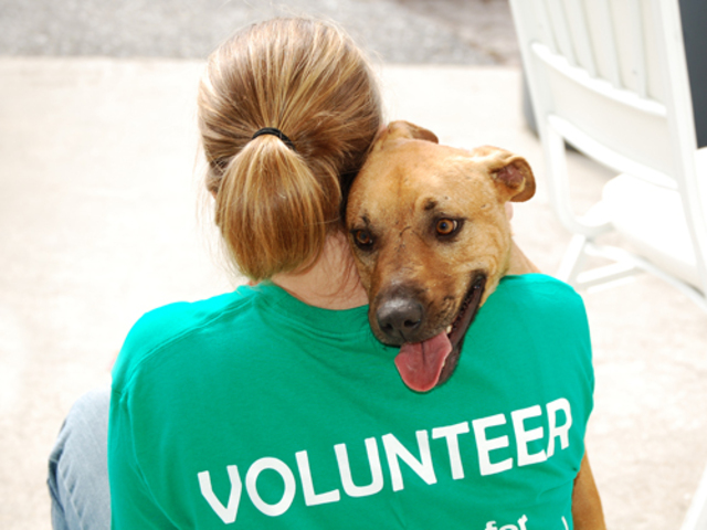 Become a Volunteer