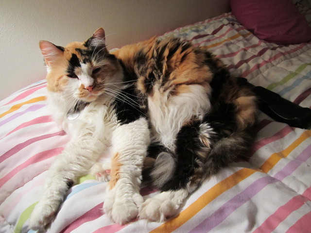 Got my cat as a birthday gift.