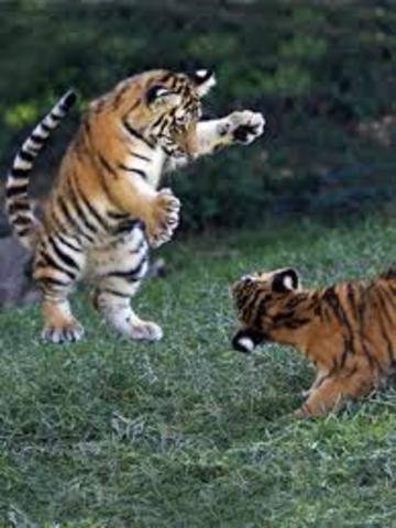 Saint Louis City Zoo